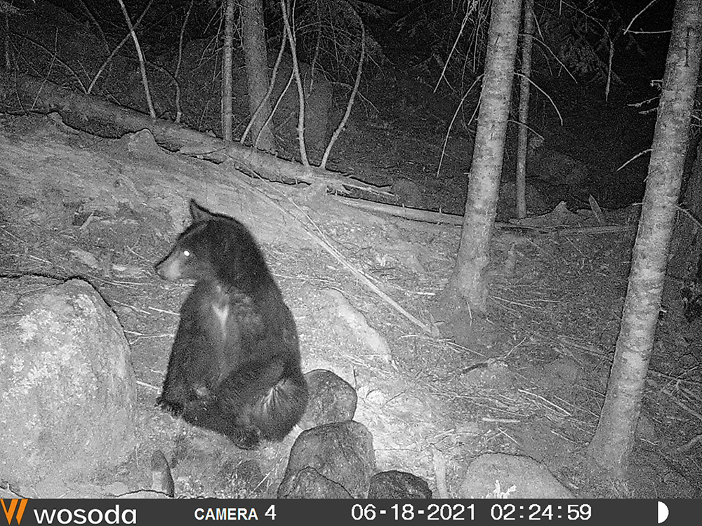 Idaho Bear